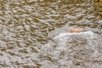 Water Running Over Rocks 