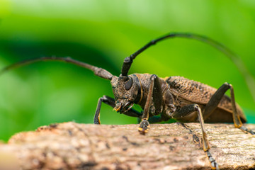 Left view of brown Spined Oak Borer Longhorn Beetle (Arthropoda: Insecta: Coleoptera: Cerambycidae: Elaphidion mucronatum) crawling on a tree branch isolated with buttery, smooth, green background