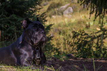 Cane corso italiano in the mountains, Almaty, Kazakhstan