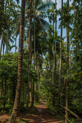 Jungle in tropical spice plantation, Goa, India