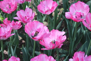Obraz premium Pink Tulips in People's Park Xining City Qinghai Province China Asia