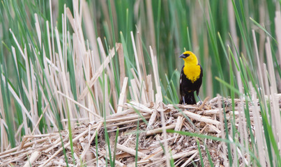 A Yellow Headed Blackbird rests on a muskrat house.