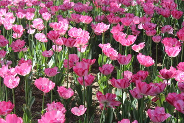 Pink Tulips in People's Park Xining City Qinghai Province China Asia