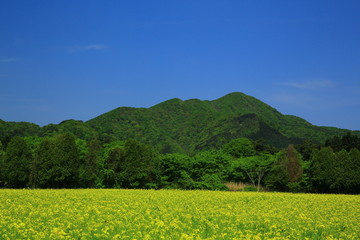 Fototapeta premium 矢巾 煙山の菜の花畑