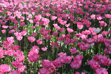 Pink Tulips in People's Park Xining City Qinghai Province China Asia