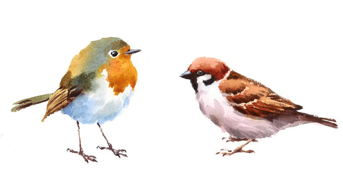 Robin and Sparrow Two Birds Watercolor Hand Painted Illustration Set isolated on white background