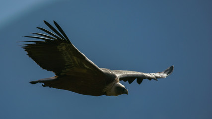 vautour fauve pyrénée france