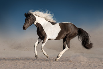 Fototapeta na wymiar Beautiful piebald horse with long mane run gallop in desert dust against dark sky