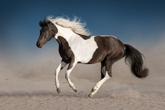 Beautiful piebald horse with long mane run gallop in desert dust against dark sky