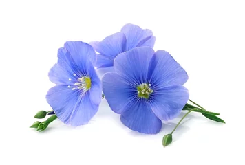 Foto op Plexiglas Vlas blauwe bloemen. © margo555