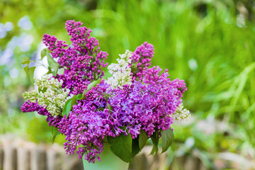 Lilac flowers in a metal vase, against the backdrop of a green garden.