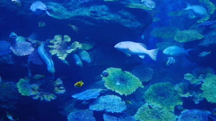 Naklejka na ściany i meble Beautiful exotic see fish in an aquarium. Underwater Scene