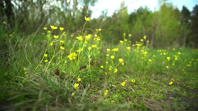 Yellow flowers in early spring, primroses. In the forest on the lawn grow, the wind blows, the sun shines. 4k video
