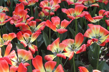 Red Tulips in Xining City Qinghai China Asia