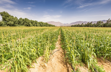 Fototapeta na wymiar Field with ripening corn in the Negev desert, Israel. The photo was taken in advanced agriculture area near a border between Eilat and Aqaba cities 