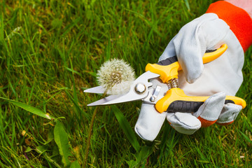 gardener's hand with  pruning scissors