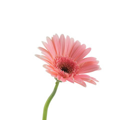 Pink Gebera flower isolated on white background 