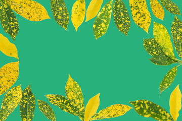 Croton leaves isolated on green background with copy space