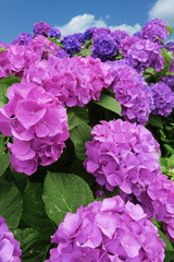 ピンク色のあじさい