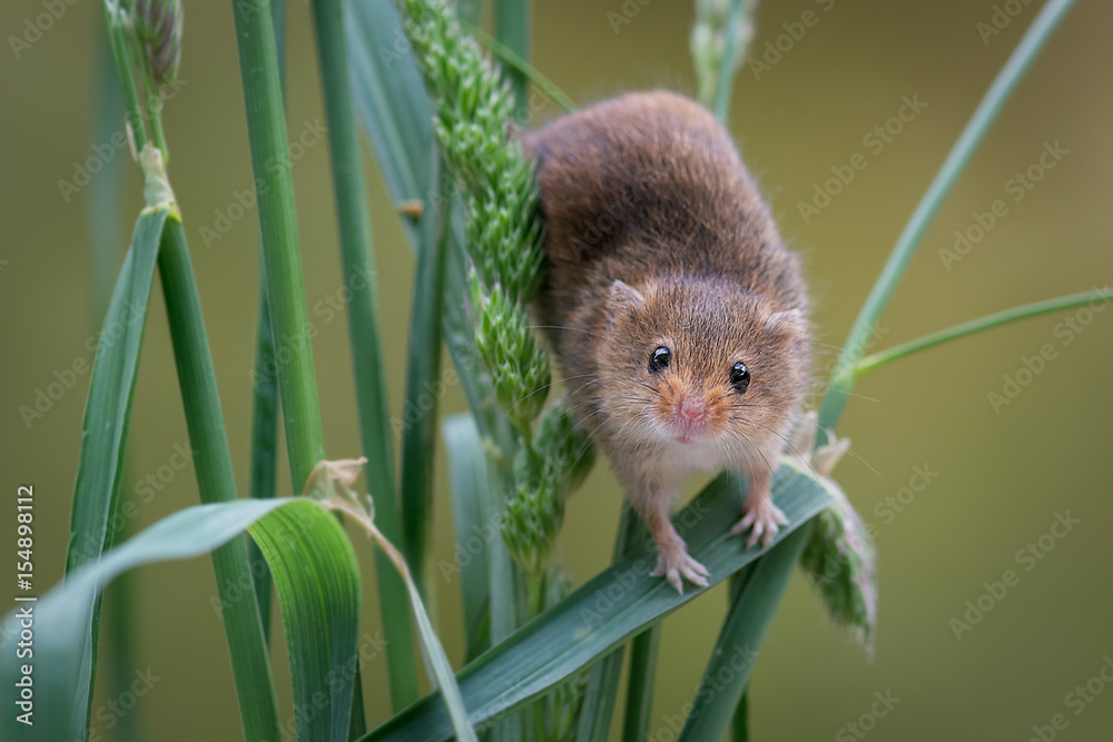 Aufkleber very close image of a harvest mouse balancing on the stems of wheat corn crops and staring forward