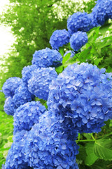 青色のあじさい