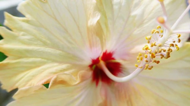 Hibiskus, Nahaufnahme der Bl&uuml;te
