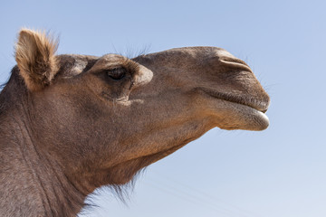 Obraz premium Tierportrait in der Wüste