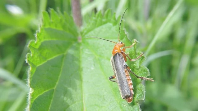 Gemeiner Weichk&auml;fer, Cantharis fusca