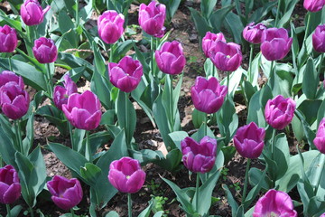 Purple Tulips in Xining City Qinghai Province China Asia