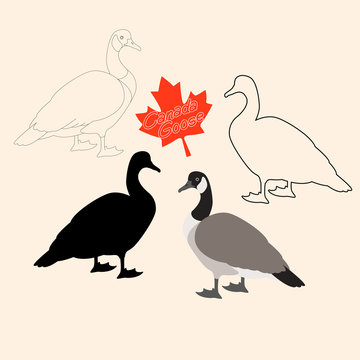 Canadian goose vector illustration style Flat black silhouette
