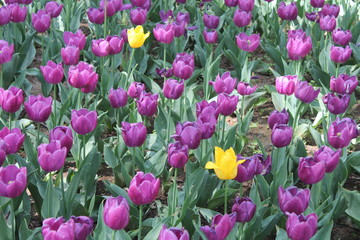 Purple Tulips in Xining City Qinghai Province China Asia