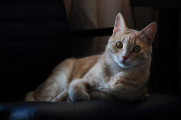 Очаровательный гордый рыжий кот лежит на кресле на...