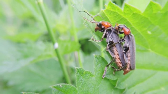 Gemeiner Weichk&auml;fer, Cantharis fusca, Paarung