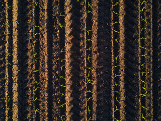 Aerial view of cultivated corn furrows