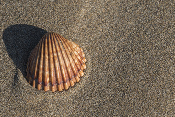 Beach sand texture, La Marquesa Beach, Delta de l'Ebre, Tarragona, Catalonia, Spain.