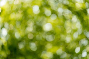 Fototapeta premium bokeh background