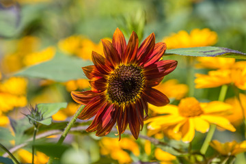 Flowers in a botanic garden in the sun