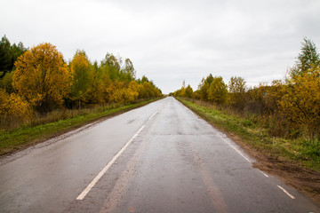 Road and yellow trees in autumn