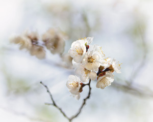 Flowering plum branch spring soft pastel artistic background