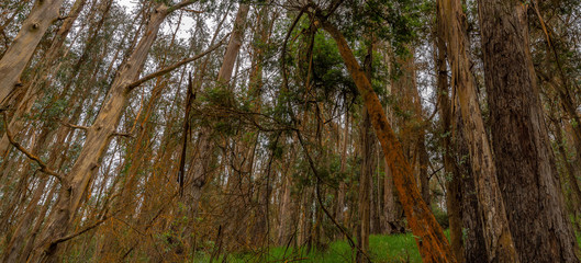 Redwood forest at Poli Poli, Maui