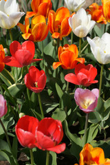 A flower bed of colorful bright tulips.