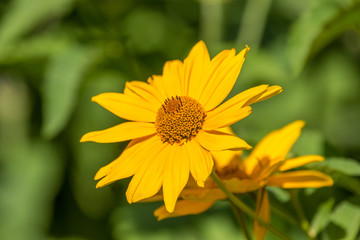 Flowers in a botanic garden in the sun