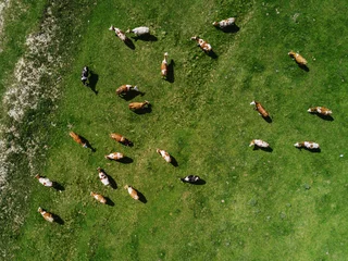 Deurstickers Koe Aerial view of cows herd grazing on pasture