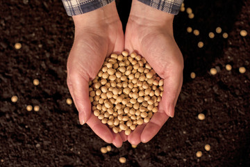 Harvested soybean in hands