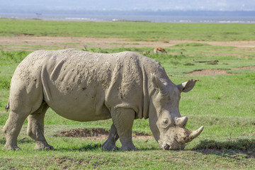 Obraz premium White rhinoceros or Ceratotherium simum in savanna