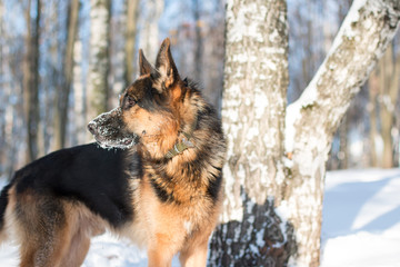 Dog german shepherd in a park in a winter
