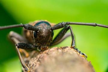 Front view of brown Spined Oak Borer Longhorn Beetle (Arthropoda: Insecta: Coleoptera: Cerambycidae: Elaphidion mucronatum) crawling on a tree branch isolated with buttery, smooth, green background