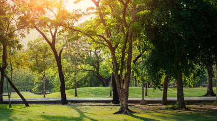 Green Trees in the nature park. Nature of the Tree. Natural parks in the morning. summer park with beautiful green lawns.