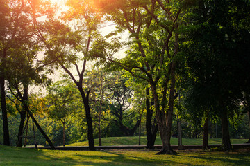 Green Trees in the nature park. Nature of the Tree. Natural parks in the morning. summer park with beautiful green lawns.