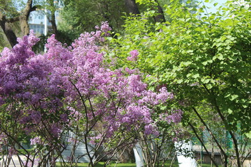 Purple Lilacs Blossoming in Xining Qinghai China Asia